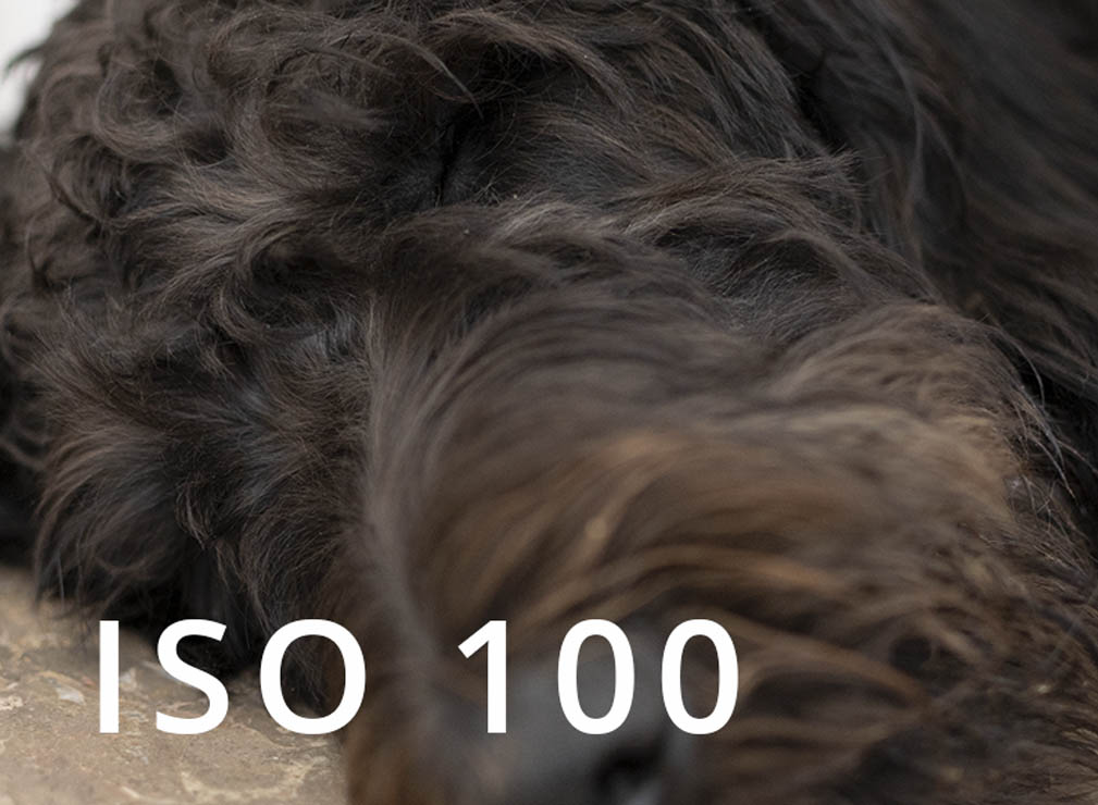 ISO 100 sample photo of a dog.